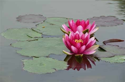 蓮花水缸風水|睡蓮風水大揭秘：家中養睡蓮對風水好嗎？原來答案是這樣的！